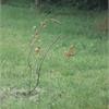 PINC-Davide Ferraris-2