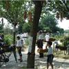 Parco nord-Alice bertelli-2