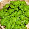 ORTO DELLA BELLEZZA ITALIANA III RACCOLTO - IL BASILICO