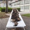 Tavola d'Arte: nel giardino dell'Arte e del Silenzio i Platani seminano valori per noi. Installazione di Monica Scardecchia per Arte da mangiare mangiare Arte