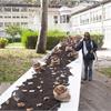 Semina della Tavola d'Arte: nel giardino dell'Arte e del Silenzio i Platani seminano valori per noi. Installazione di Monica Scardecchia per Arte da mangiare mangiare Arte