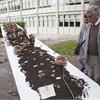 Semina della Tavola d'Arte: nel giardino dell'Arte e del Silenzio i Platani seminano valori per noi. Installazione di Monica Scardecchia per Arte da mangiare mangiare Arte