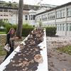 Semina della Tavola d'Arte: nel giardino dell'Arte e del Silenzio i Platani seminano valori per noi. Installazione di Monica Scardecchia per Arte da mangiare mangiare Arte