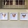 Esercizio dadaista di StudioPace10- 'butterfly collection'