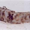 topylabris pacchi
