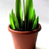 fiore